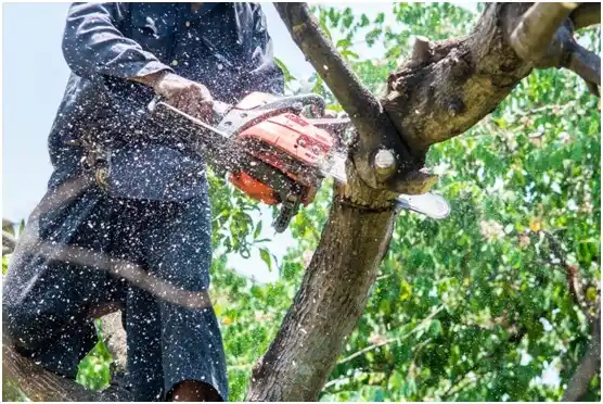 tree services Boyceville